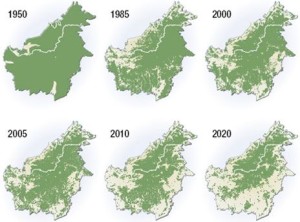In 70 anni le foreste in Borneo si sono dimezzate